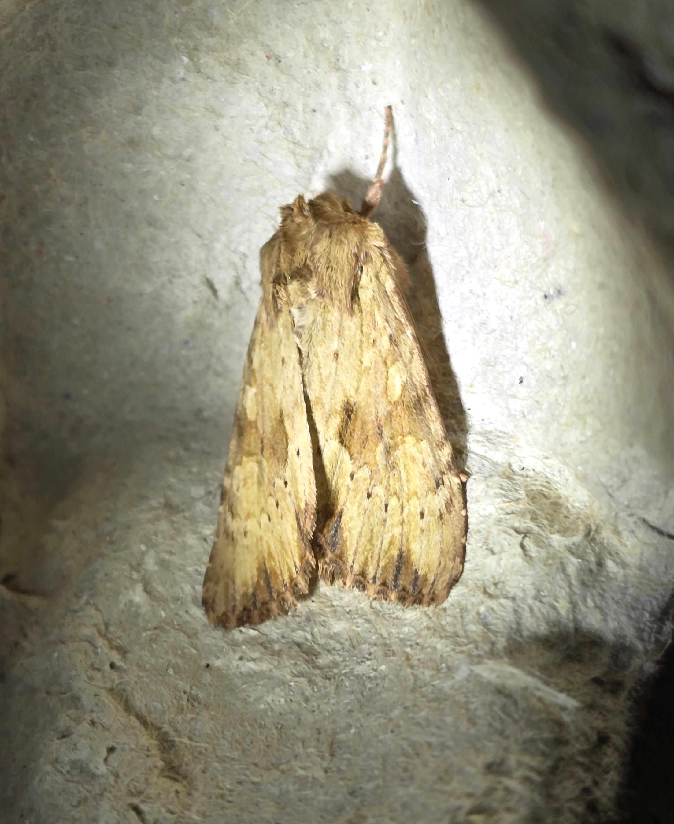 Photo of Reddish Light Arches (Apamea sublustris)